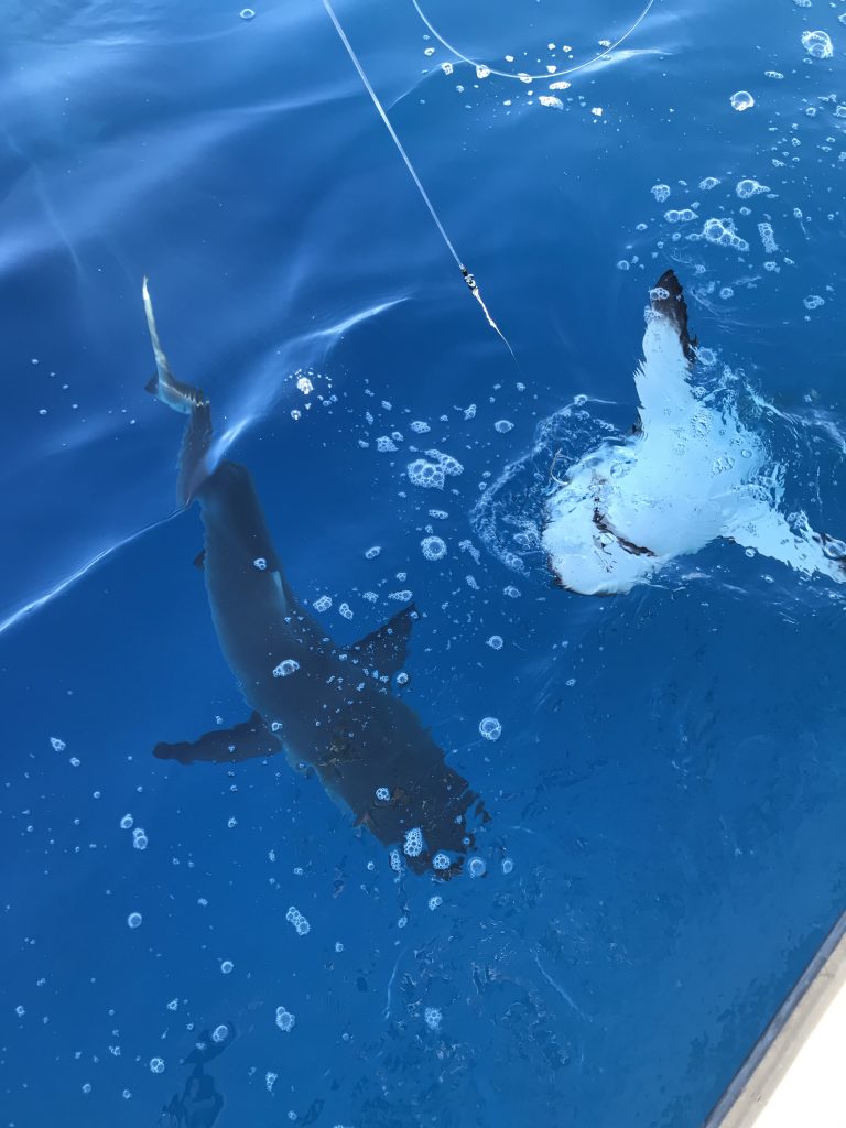 Sharks Fishing Kauai, Hawaii