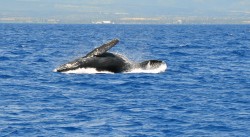 Kauai Whale Watching Gallery, Lahela Sportfishing
