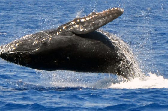Whale Watching Kauai